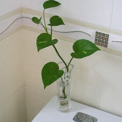 放在廁所的植物 坐山